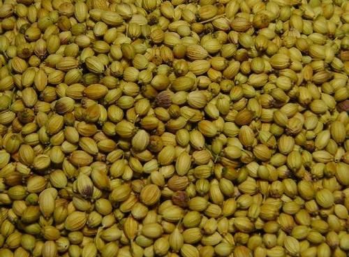 we sell all kinds of seeds like Coriander Seeds