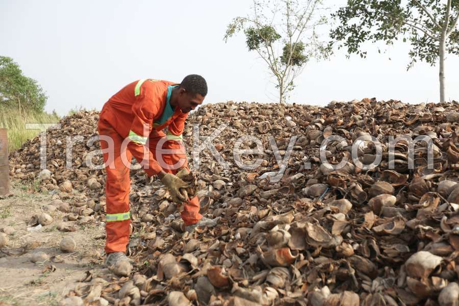 coconut shells husk