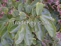 soursop leaves