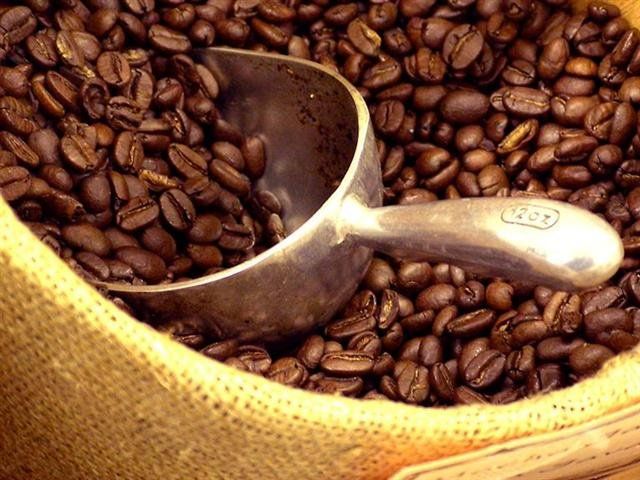 Coffee Robusta