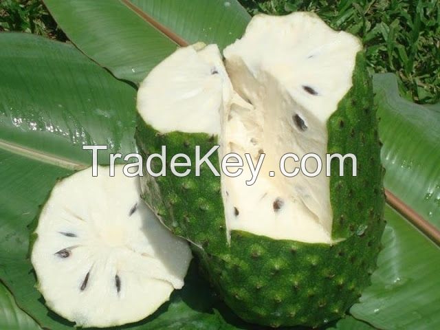 GRAVIOLA FRUITS/GRAVIOLA SEEDS/GRAVIOLA LEAVES/SOURSOP