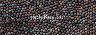 ORGANIC CANOLA SEEDS