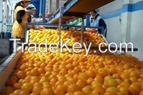 YELLOW ADALIA LEMONS 56, 64, 72, 80, 88, 100, 105, 113, 125, 138, 165/ CITRUS FRUITS