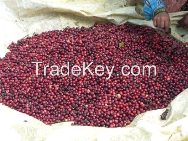 ROBUSTA COFFEE/ARABICA COFFEE GRADE1