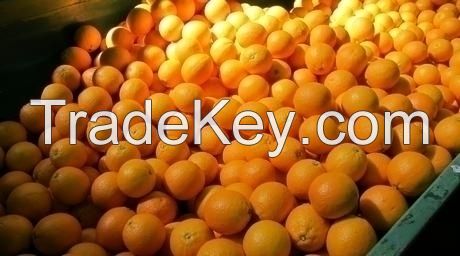 NAVEL ORANGES/VALENCIA ORANGES