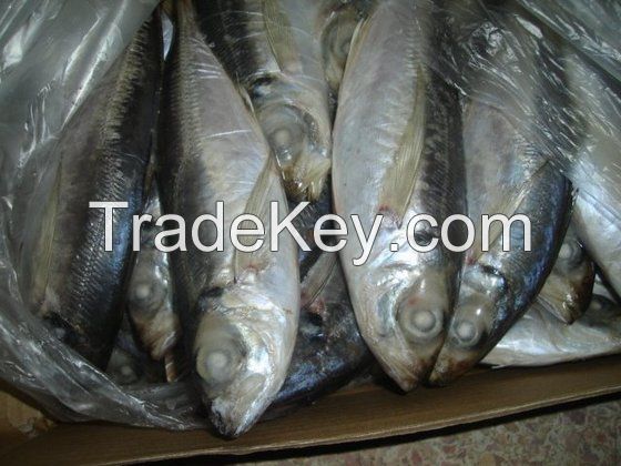 Horse Mackerel Fish for sale