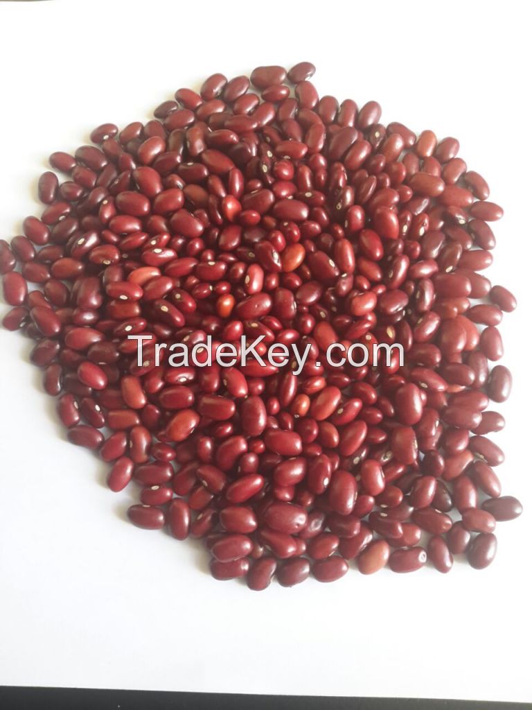 Red Kidney bean (Gojam Type)