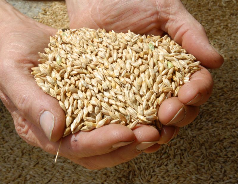 Barley from Ukraine