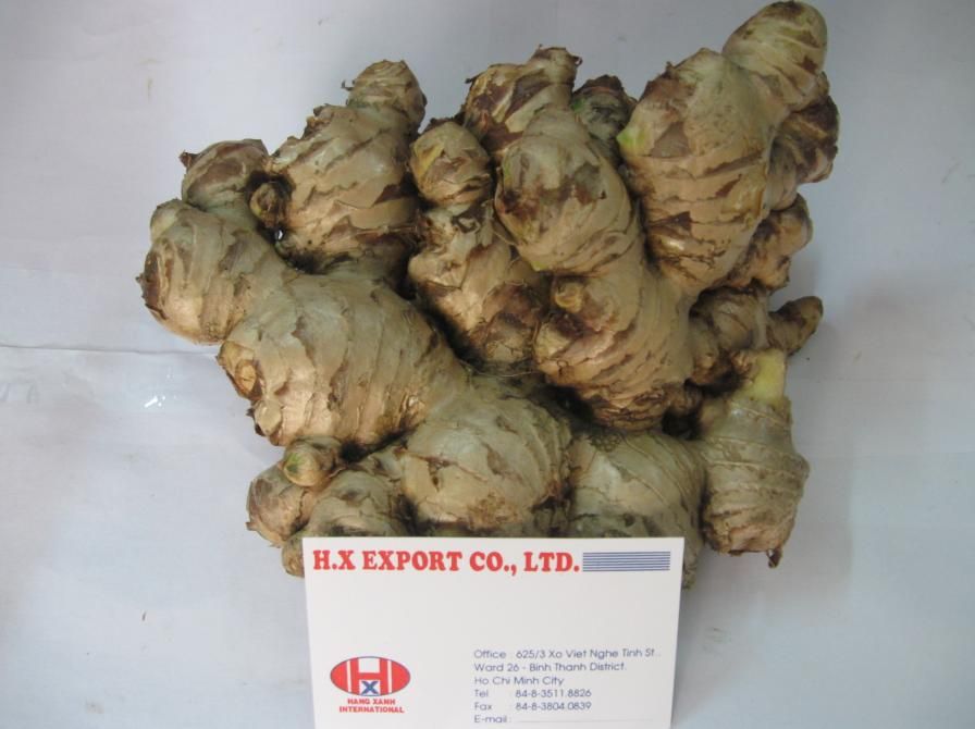 Sell Fresh Ginger - Vietnam origin