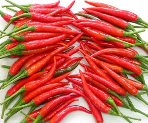 Sell Fresh red hot chili