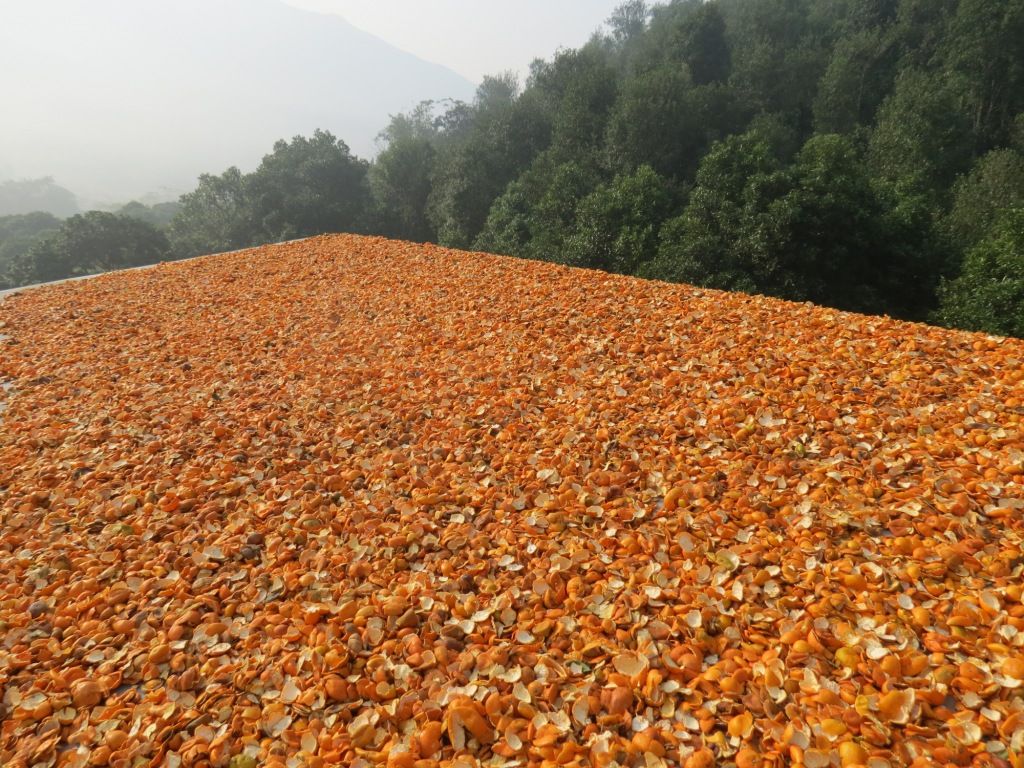 Tangerine Peel