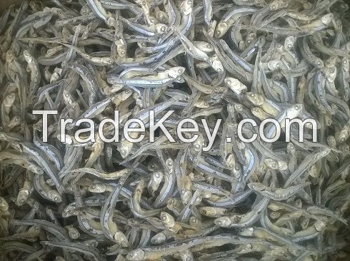 Dried anchovy