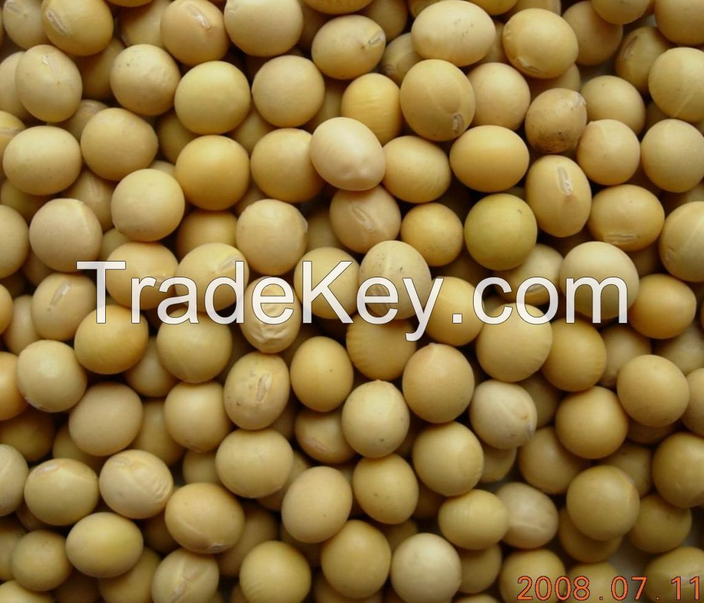 soya beans