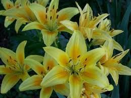 good quality yellow lily flower