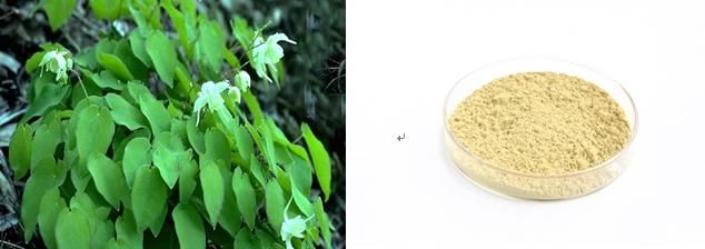 Provide Horny Goat Weed Extract, Epimedium Extract