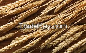 Jamine, Basmati, Black, long Grain Organic Rice WheatWheat