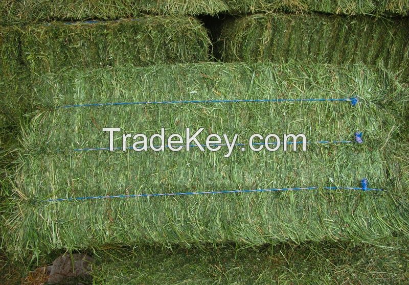 ALFALFA  COMPRESSED  BALES