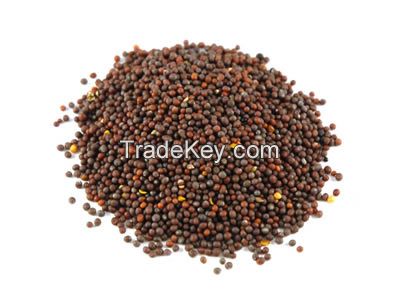 High quality White / Black / Yellow mustard seed