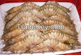 FROZEN SHRIMP/PRAWNS