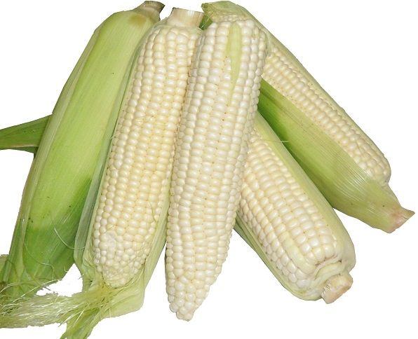 White Corn