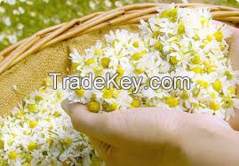 Sell Orginal Elder Chamomile tra