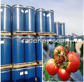 drummed tomato paste