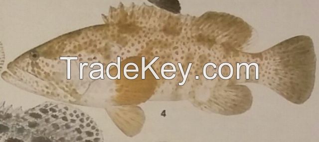 Estuary Cod