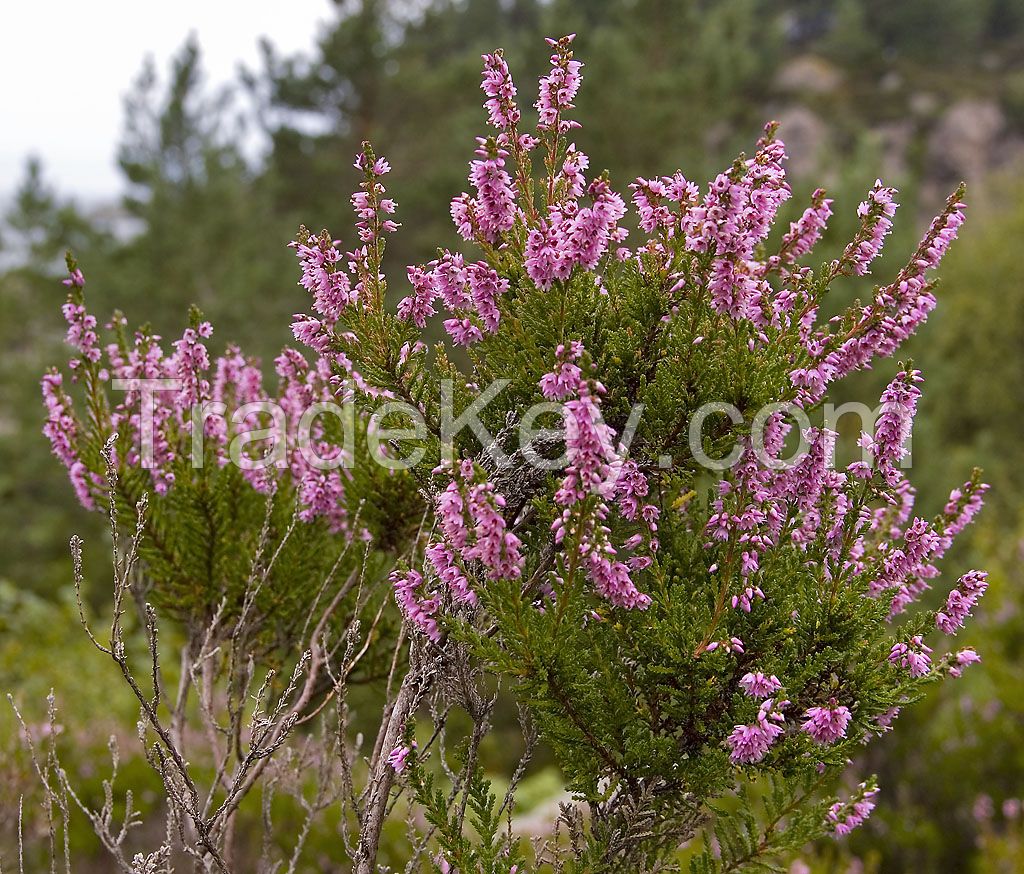 Heather Leaf