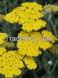 Yarrow