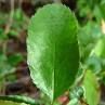 Quince Leaf