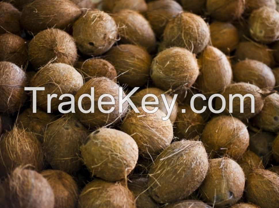 Buy fresh and dried coconuts ready for export now!
