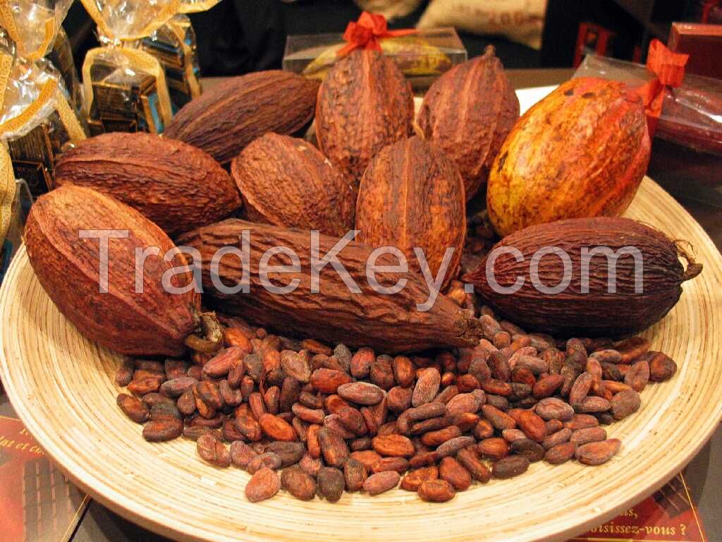 GOOD GRADE COCOA BEANS READY FOR EXPORT
