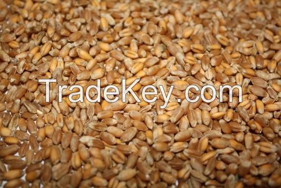 Wheat grade 3 FOB port Nikolaev Ukraine