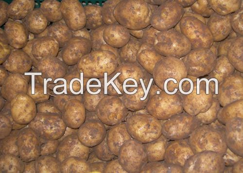Vietnamese sweet potato- best price, best qualtity