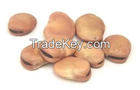Dried Fava Beans