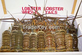 live  lobster