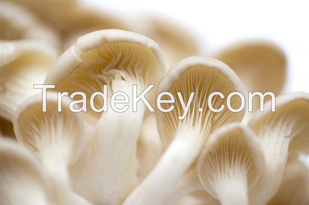 oyster mushrooms