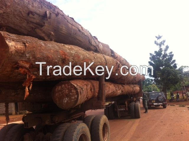 Okume Okoume round logs 5, 000m3/month for sales