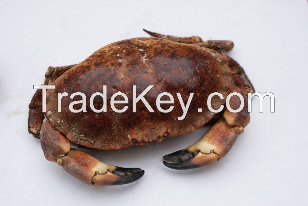 Live British Brown Crab