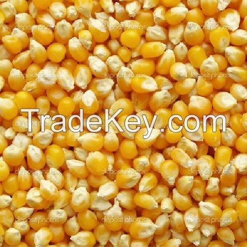 Yellow Corn grade #2 - from Canada