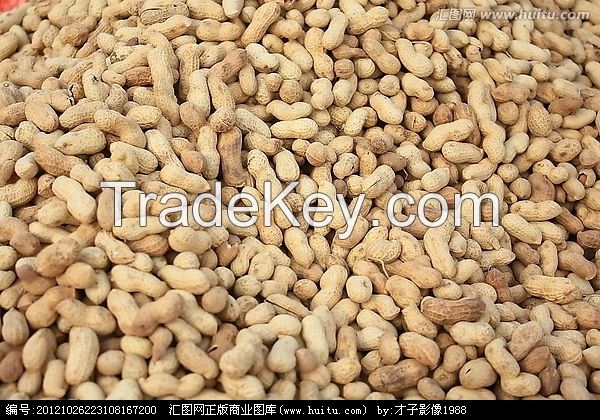 roasted blenched peanut groundnut