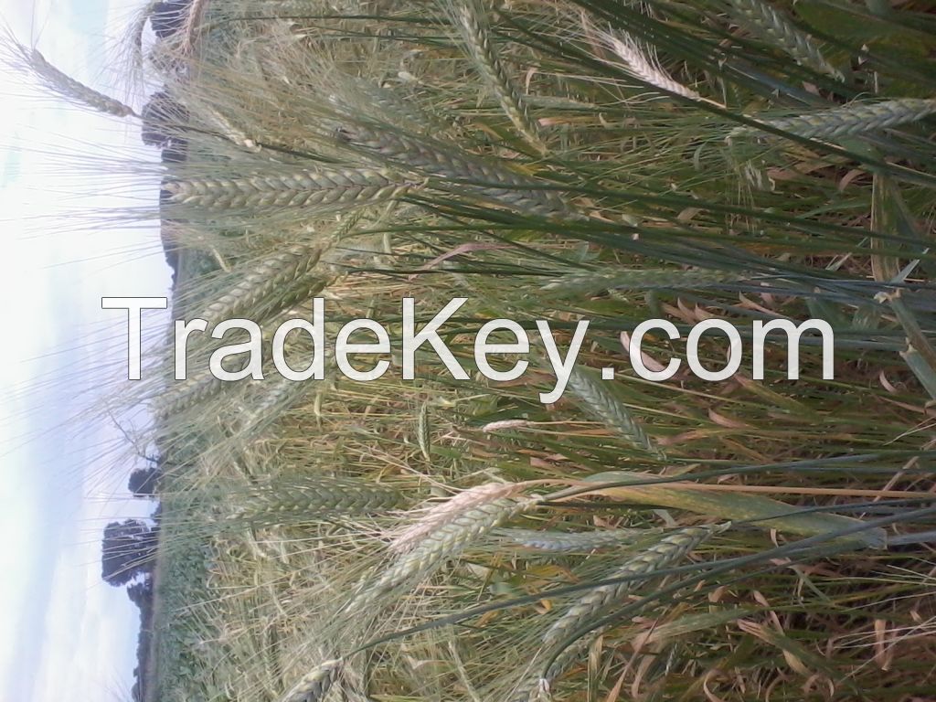 Emmer wheat (Triticum Dicoccum)