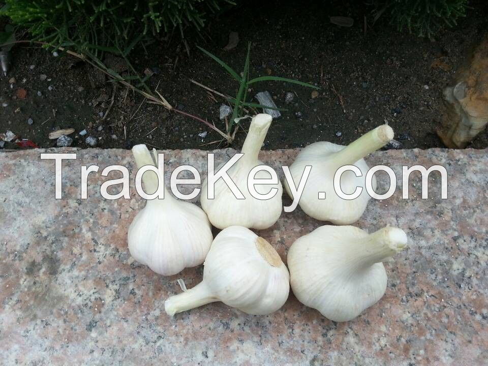 Pure white garlic