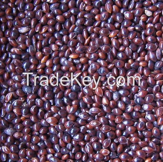 2014 new crop glutinous black broomcorn millet / proso millet