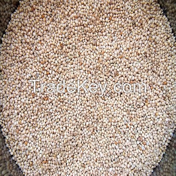 2014 new crop glutinous white broomcorn millet / proso millet
