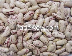 2014 new crop light speckled kidney bean / sugar bean / lima bean / pinto beans