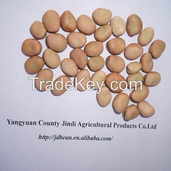 2014 new crop broad beans / faba beans / fava beans