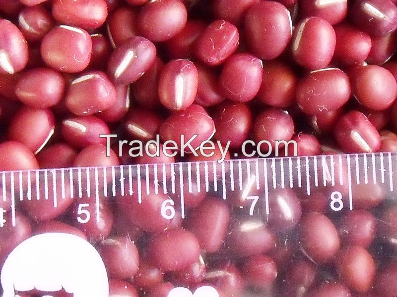 2014 new crop small red bean / adzuki beans