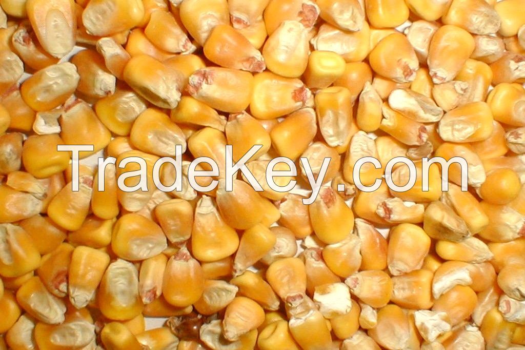 Yellow and White corn for animal Feed