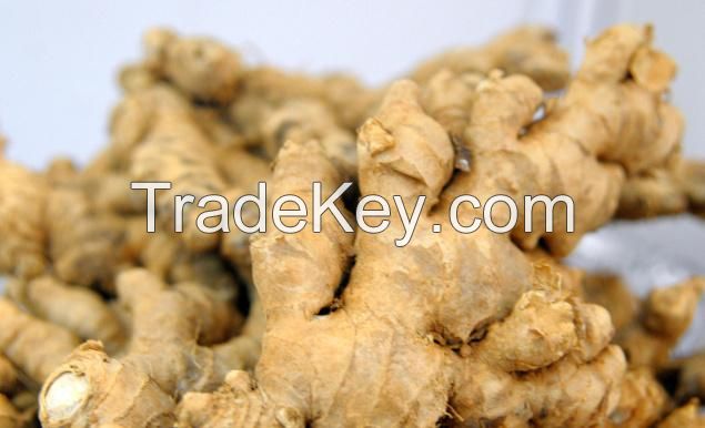 Fresh Ginger and Air-Dried Ginger